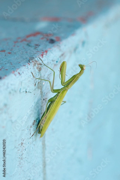 Obraz Green mantis on the wall
