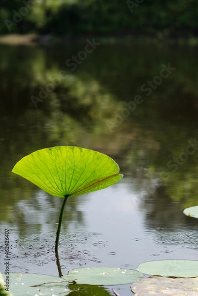 Obraz Green lotus leaf
