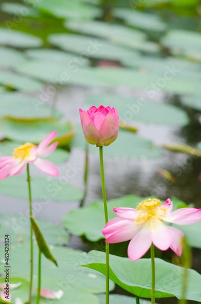 Obraz Lotus bud is blooming