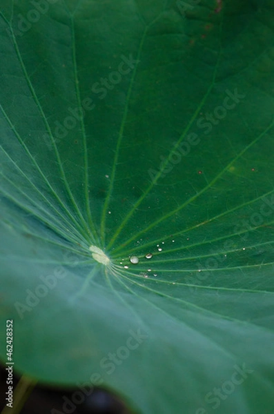 Obraz Lotus leaf with droplets close-up