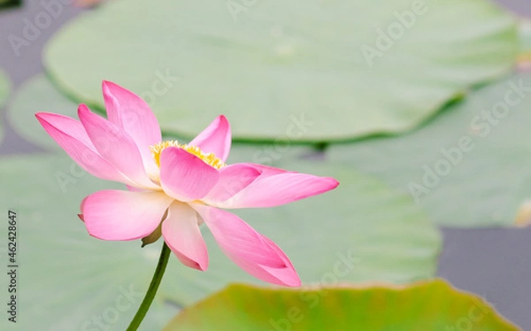 Obraz Pink lotus flower