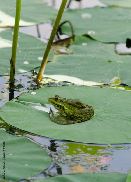 Obraz Frog in the pond