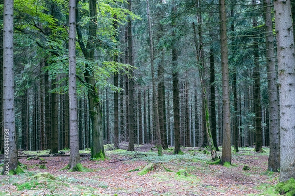 Obraz footpath in the woods