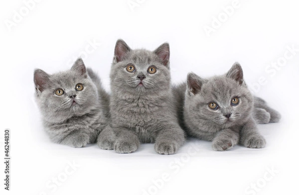Obraz Three British kitten on white background.