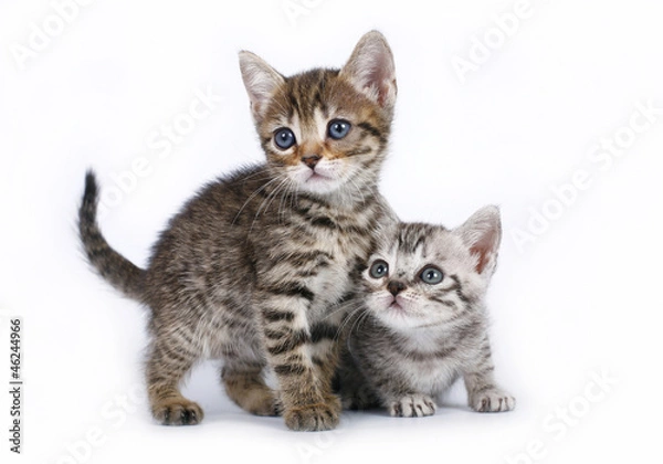 Fototapeta Two Scottish kitten on a white background.