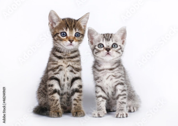 Obraz Two Scottish kitten sitting on a white background.