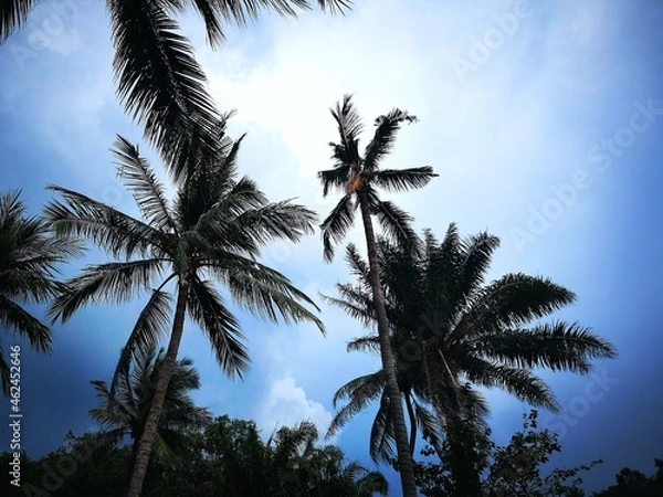 Fototapeta Palmen 