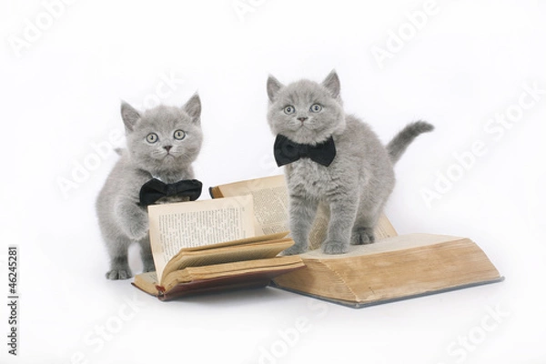 Fototapeta Two British kitten with a book.