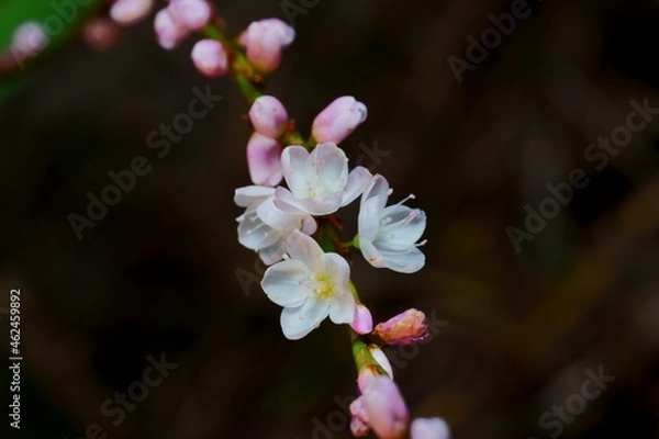 Obraz サクラタデの花のクローズアップ写真