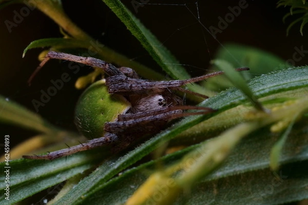 Obraz ワキグロサツマノミダマシのクローズアップ