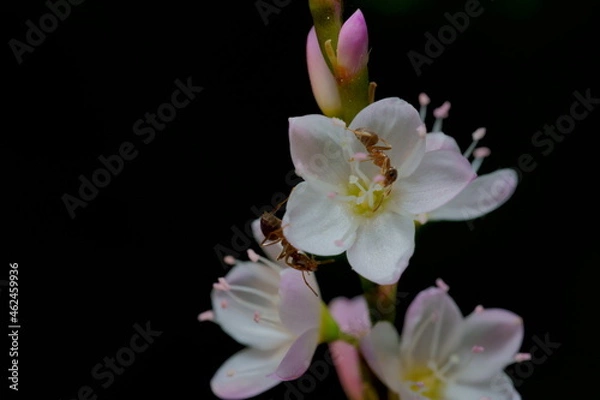 Obraz アリと花のクローズアップ写真