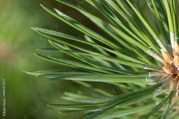 Obraz Close up of pine tree