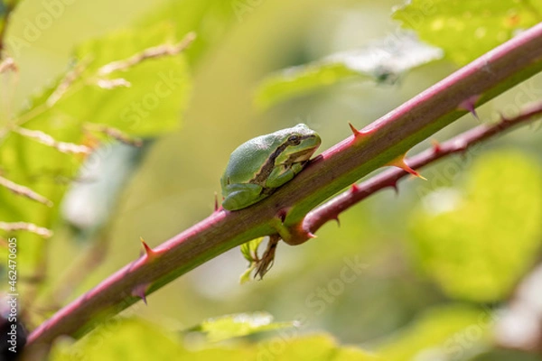Obraz Treefrog on blackberry bush