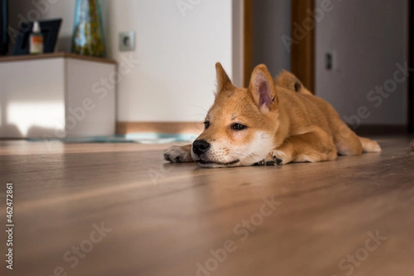 Obraz Red shiba inu dog puppy resting on a wood floor