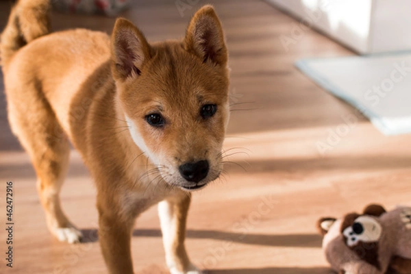 Obraz Close-up of a red shiba inu dog puppy