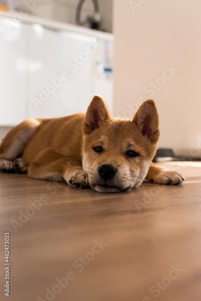 Obraz Red shiba inu dog puppy lying on a wood floor