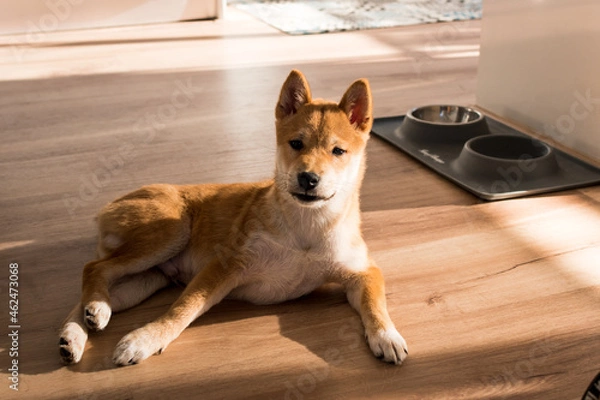Obraz Red shiba inu dog puppy lying on a wood floor next to the feeder