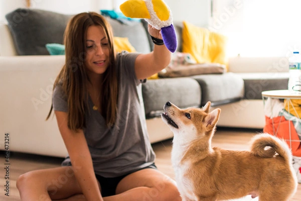 Obraz Red shiba inu dog puppy playing with a young caucasian woman and a toy on the floor