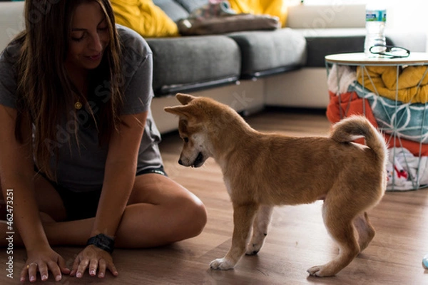 Obraz Red shiba inu dog puppy playing with a young caucasian woman on the floor