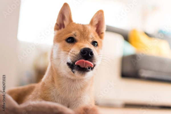 Obraz Close-up of a red shiba inu dog puppy smacking its lips