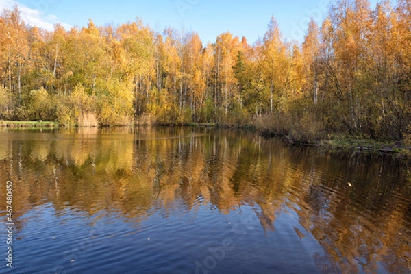 Fototapeta Autumn in a birch grove.