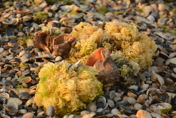Fototapeta Large and small shells (rapana) , algae on the beach after a storm