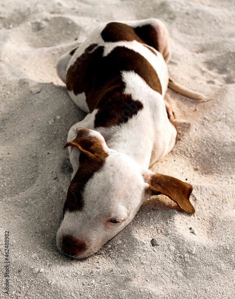Fototapeta Cute little puppy resting in the sand on the beach