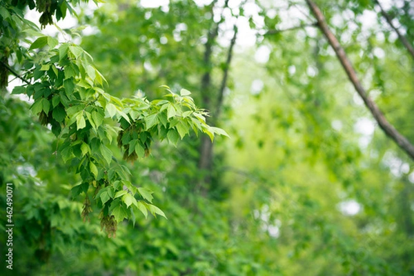 Fototapeta Green spring leaves
