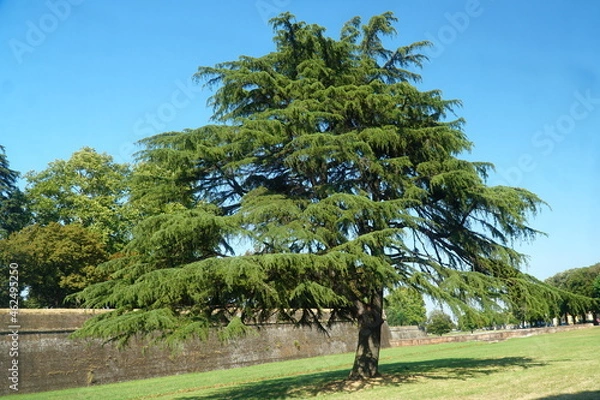 Obraz lucca la citta