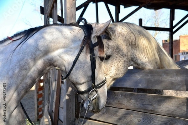 Fototapeta Two horses head to head