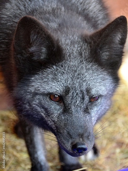 Fototapeta Curious,silver fox close-up