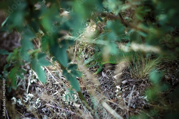 Obraz lizard in the forest