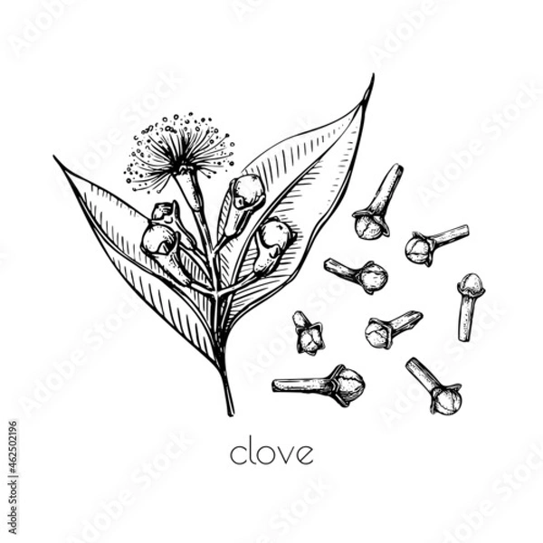 Fototapeta Green seeds clove flower sketch in retro style. Ink illustration. Isolated set. Vintage floral white background. Vector drawing.
