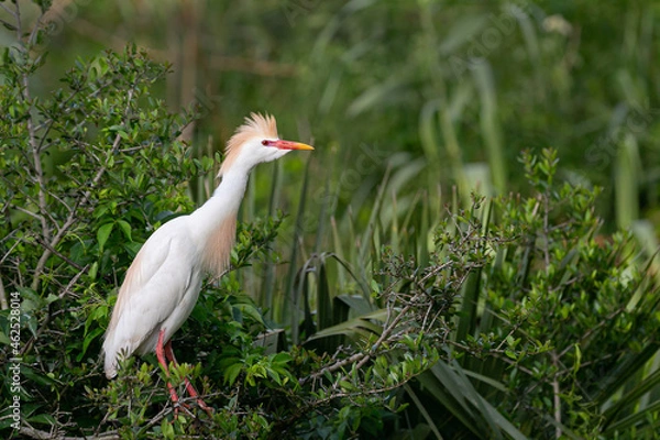 Obraz Cattle Egret