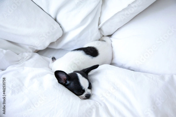 Obraz A black and white chihuahua sleeps on white linen on the bed.