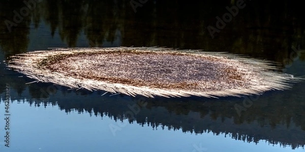 Fototapeta Autumn Grass on Bloomington Lake