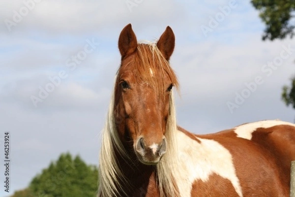 Obraz Portrait d'un poney