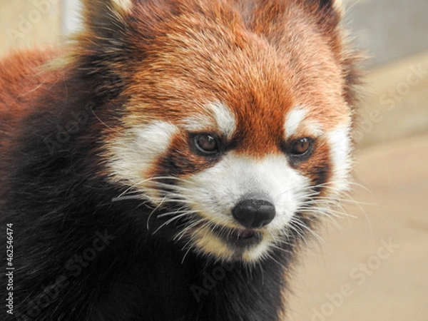 Fototapeta Red panda