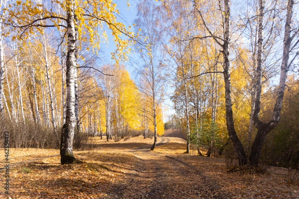 Obraz Autumn birch forest