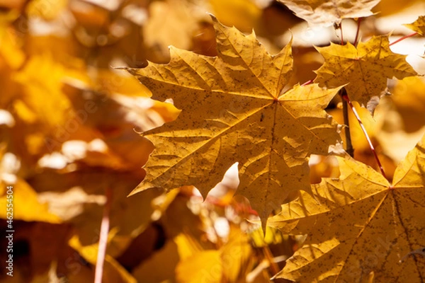 Fototapeta maple leaves