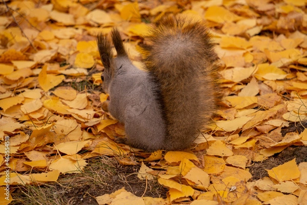Fototapeta squirrel in autumn