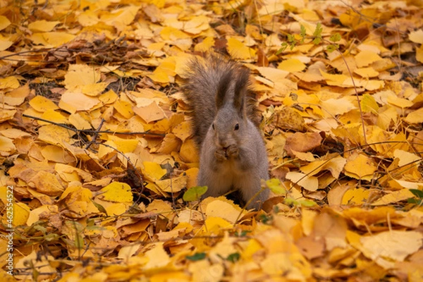 Obraz squirrel in autumn park