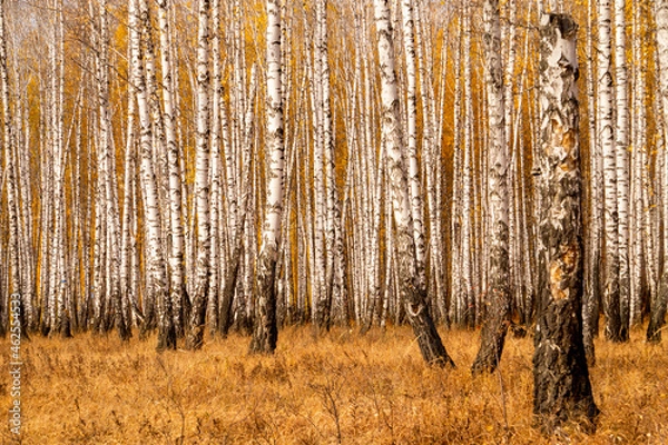 Fototapeta Autumn birch forest