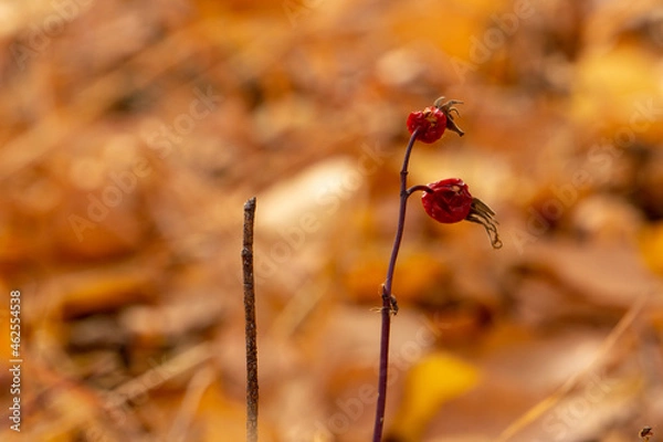 Obraz rosehip in autumn