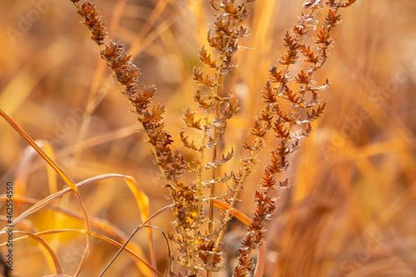 Fototapeta autumn grass