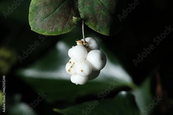 Fototapeta Knallerbse