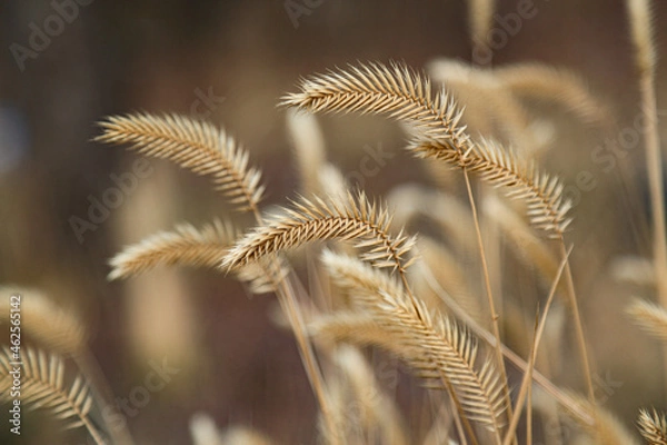 Fototapeta Wheat ears close-up. Ears are in the foreground. Field of wheat. Background of the ripening ears of wheat.