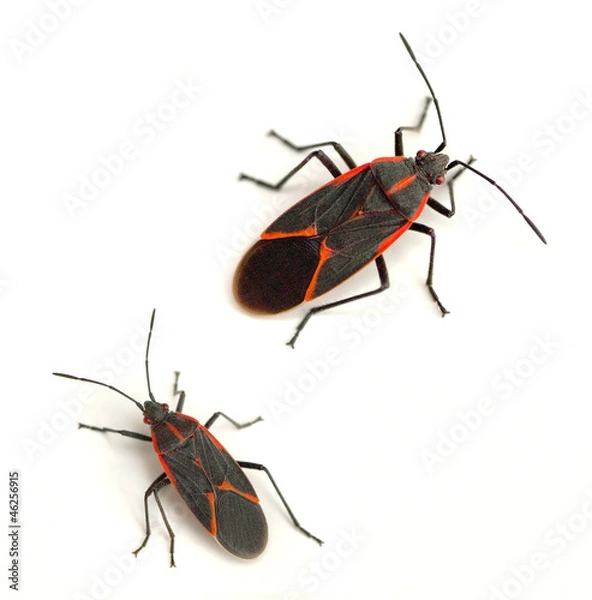 Fototapeta Błędy BoxElder