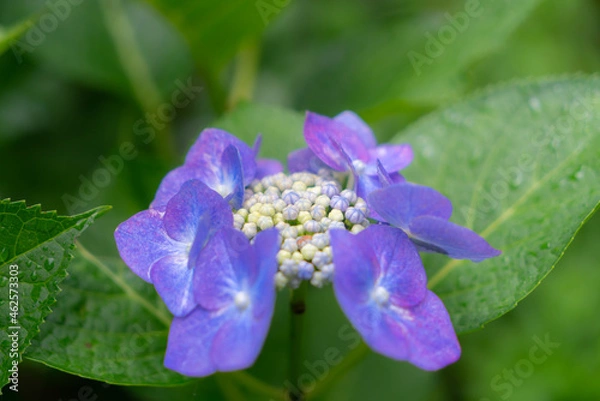 Fototapeta 紫陽花