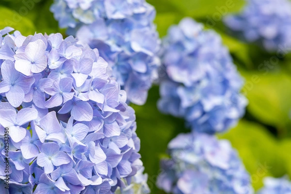 Fototapeta 紫陽花